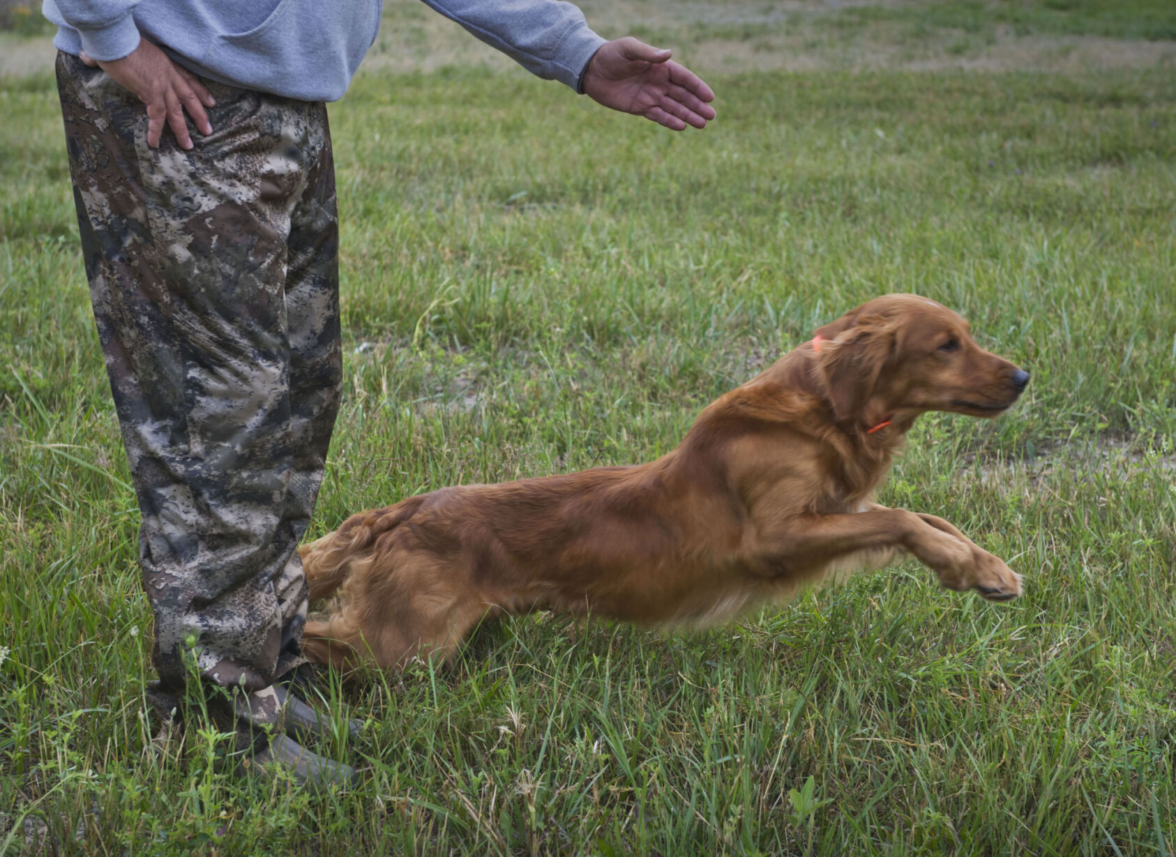 Massena facility offers respite for retrievers